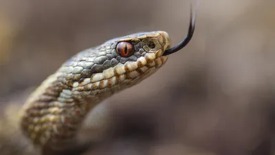 Фото, показывающее пугающую змею в большом разрешении.