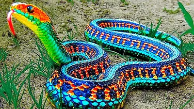Фотография самой пугающей змеи в мире.