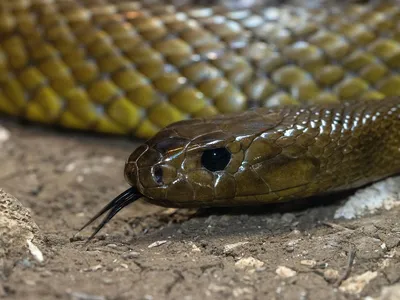 Фото самой страшной змеи на ваш выбор: jpg, png, webp.