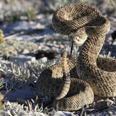 Убийственная змея: фотография, чтобы испугать друзей.