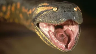 Змея, способная вызвать ужас и отвращение: фото для выбора.