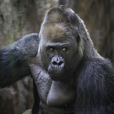 Величественный самец гориллы: фото в высоком разрешении