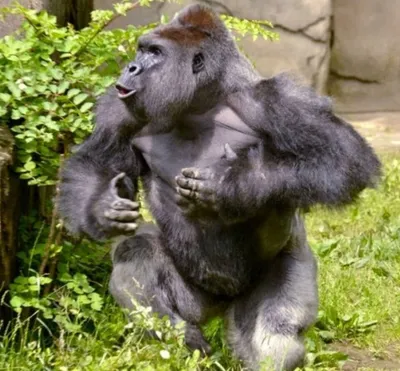 Силовая красота природы: самец гориллы на вашем экране