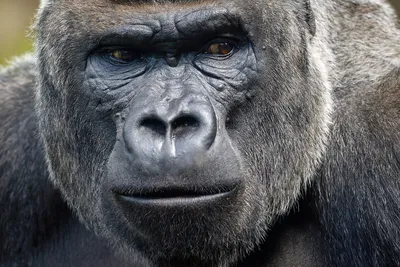 Великолепие природы: изображения самца гориллы для скачивания
