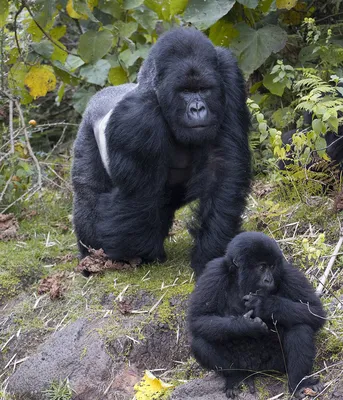 Обезьяньи эмоции: фотографии самца гориллы в различных форматах