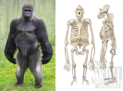 Фотообои с гориллой: выбирайте свой формат и размер