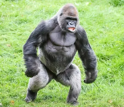 Бесплатные фото самца гориллы в форматах JPG, PNG, WebP