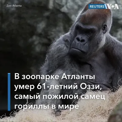 Великолепие природы: Взгляд на великого самца гориллы