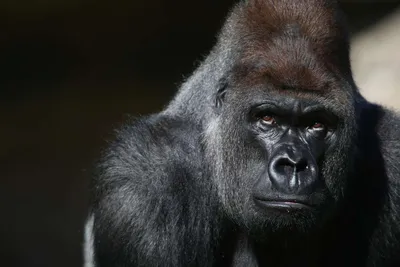 Силовой парад: Могущественный горилла в объективе камеры