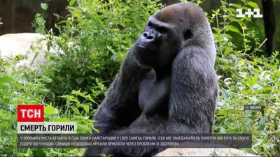 Эволюция в действии: Жизнь самца гориллы в кадрах