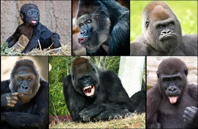 Гроза в джунглях: Мощь и величие гориллы на фото