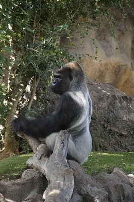 Под зорким взглядом: Самец гориллы в потрясающих кадрах