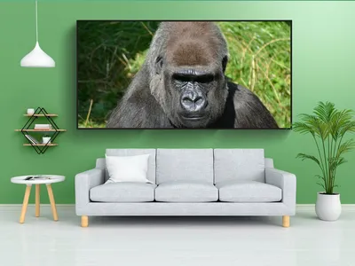 Панорама дикой природы: Встреча с самцом гориллы
