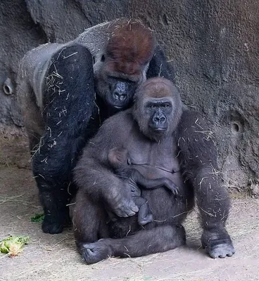В гармонии с природой: Снимки величественного гориллы