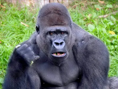 Момент величия: Самец гориллы в фотоистории природы