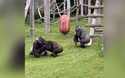 Таинственный вожак: Подробный взгляд на гориллу в лесу