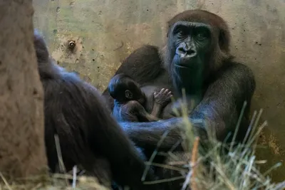 Скрытая жизнь: Самец гориллы на красочных снимках