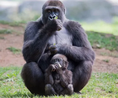 Странник джунглей: Захватывающий мир самца гориллы
