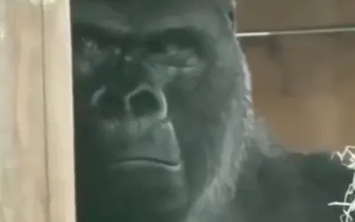 Окно в природу: Удивительные фотографии гориллы