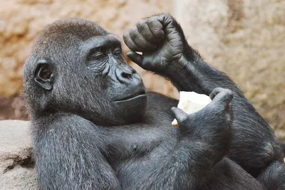 Фото самца гориллы в высоком разрешении