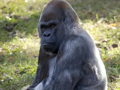 Картинка могучего гориллы в формате HD