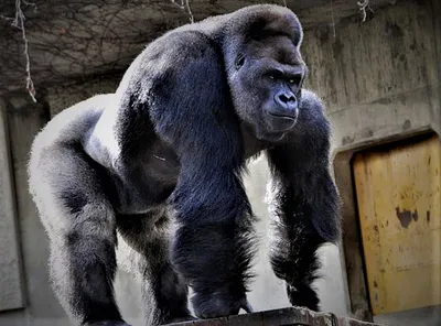 Full HD фото самца гориллы для скачивания
