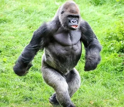 Познакомьтесь с королем джунглей: фотографии самца гориллы