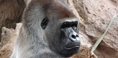 Рисунок могучего самца гориллы