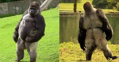 Арт-фото гориллы с эффектом HD