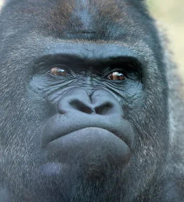 Фон с изображением гориллы для рабочего стола