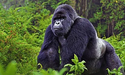 Фотка самца гориллы в формате png