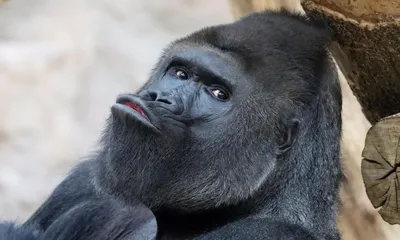 Webp-фото гориллы с прозрачным фоном