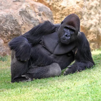 Фотогеничный самец гориллы: бесплатные изображения для скачивания