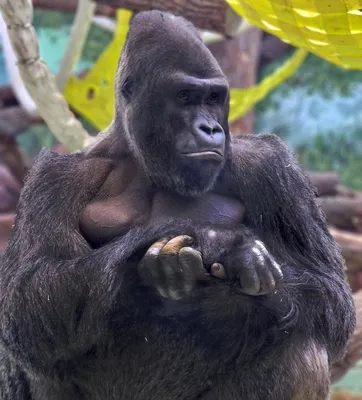 4K изображение самца гориллы: бесплатно для iOS