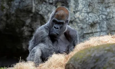 Самец гориллы в 2024 году: бесплатные обои на телефон