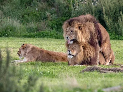 Фотография самца льва в формате png