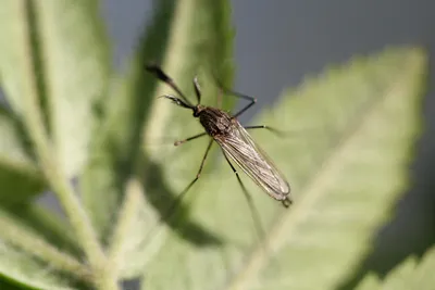 Фото самки комара в высоком разрешении (JPG, PNG, WebP)