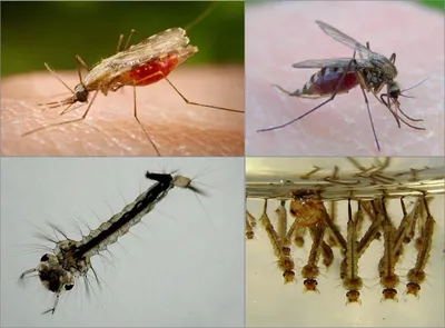 Уникальные изображения самки комара в HD качестве
