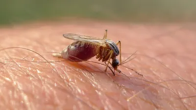 Картинки самки комара в разных размерах