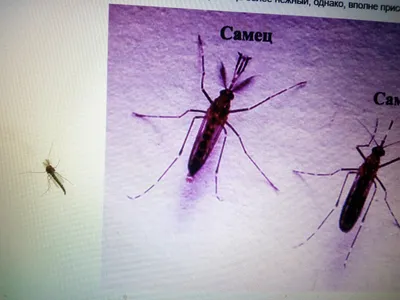 Фото самки комара в формате JPG для скачивания