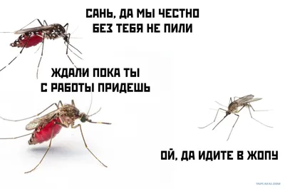 Удивительные фотографии самки комара