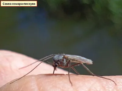 Самка комара фотографии