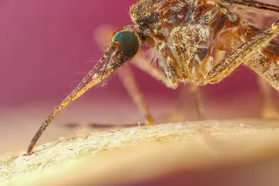 Впечатляющие фотографии самки комара