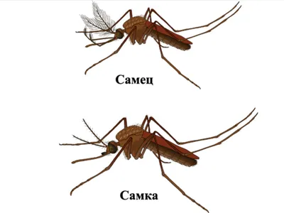 Фотографии самки комара в хорошем качестве