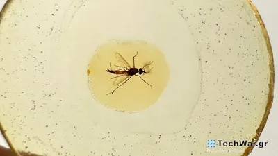 Фотографии самки комара: природные шедевры