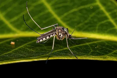 Фото самки комара: нежность и хрупкость