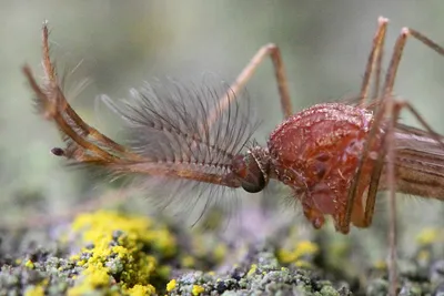 Фотографии самки комара: красота в мельчайших деталях