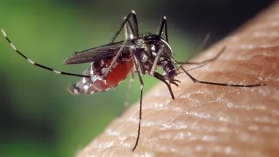 Фотография комара в 4K разрешении