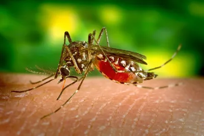Арт-фото комара в хорошем качестве