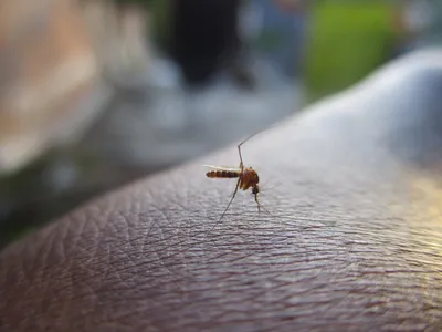 Фото комара с высоким разрешением